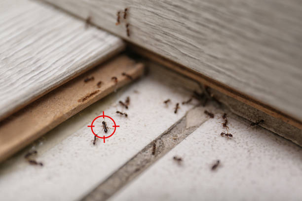 Best Cockroach Control Services  in Elmwood, LA