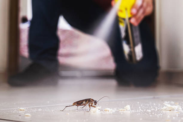 Best Affordable Pest Control Services  in Elmwood, LA