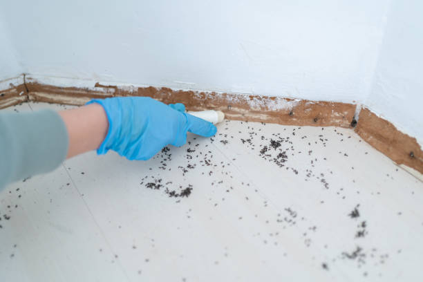 Best Termite Control Services  in Elmwood, LA